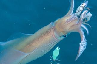Pêche au calamar à la turlutte : la technique japonaise qui conquiert le...