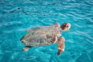 La tortue caouanne, cette grande voyageuse de plus en plus visible sur nos côtes méditerranéennes