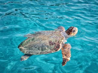 La tortue caouanne, cette grande voyageuse de...