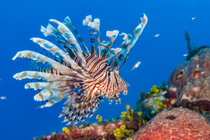Poisson-lion, crabe bleu, poissons-lapins : la Méditerranée face à de nouveaux voisins