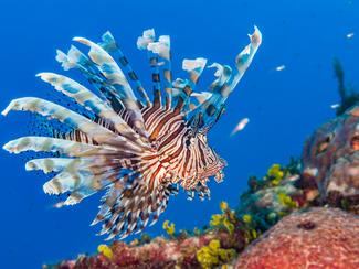 Poisson-lion, crabe bleu, poissons-lapins : la...