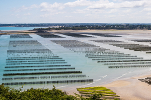 Comprendre la mytiliculture : comment une moule grandit-elle de la corde à l’assiette ?