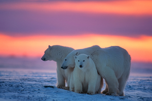 L’ours blanc, ce mammifère marin qui dépend entièrement d’un monde de glace
