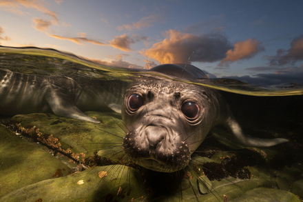 Catégorie Wildlife - Matty Smith - Falkland Islands