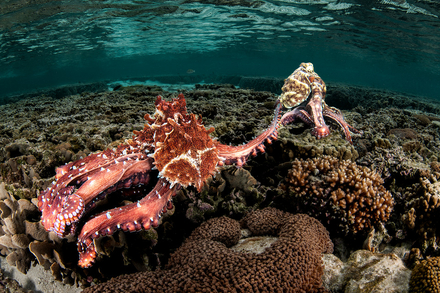 Catégorie Wildlife - Josh Blank - Australie Catégorie Wildlife - Josh Blank - Australie