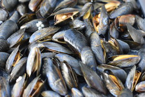 Après un été sec et brûlant, la moule française en souffrance