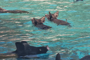 Grèce: nager avec de petits cochons noirs en mer Ionienne