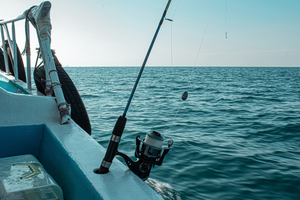 La pêche au vif la technique ancestrale qui piège encore les plus gros prédateurs