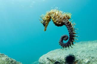 Où voir des hippocampes en plongée : tour des spots français qui abriten...