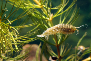 Dans les abysses, de minuscules crustacés voyagent accrochés aux araignées de mer géantes