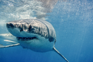 Au large de Percé (Canada), un plongeur grièvement blessé lors d’une attaque de requin blanc
