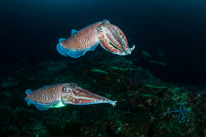 Où pêcher la seiche à l’automne sur le littoral français