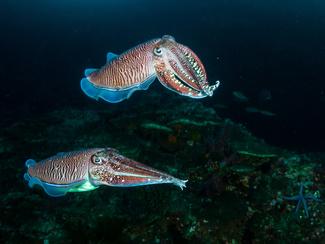 Où pêcher la seiche à l’automne sur le...