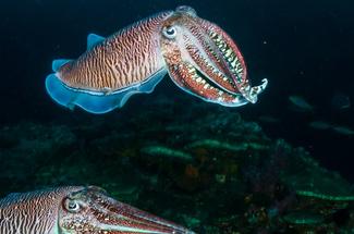 Où pêcher la seiche à l’automne sur le littoral français ?