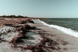 Pourquoi il ne faut pas enlever les posidonies échouées sur les plages