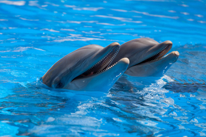 Echo, dauphin transféré de Marineland, meurt quelques semaines après son arrivée en Espagne