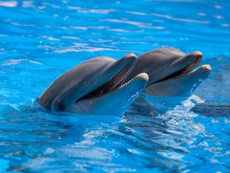 Echo, dauphin transféré de Marineland, meurt...