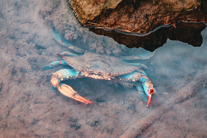 Crabe bleu : l’envahisseur qui gagne les côtes françaises et inquiète les pêcheurs