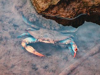 Crabe bleu : l’envahisseur qui gagne les côtes...