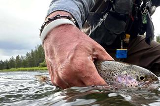 No-kill : pourquoi un poisson qui repart en nageant n’est pas forcément ...