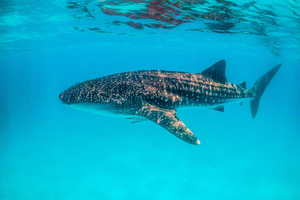 Des caméras fixées sur des requins-baleines révèlent six comportements alimentaires jamais observés
