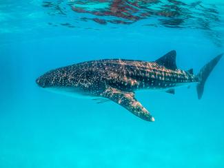 Des caméras fixées sur des requins-baleines...