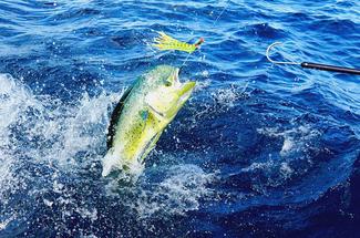 La pêche en dérive au large : traquer les poissons pélagiques