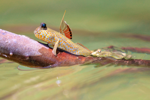 Ce poisson étonnant est capable de marcher sur la terre ferme