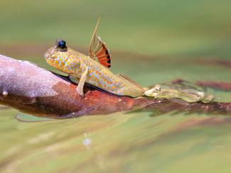 Ce poisson étonnant est capable de marcher sur...