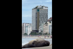 VIDÉO - Brésil : un éléphant de mer s'invite sur la plage de Copacabana et attire tous les regards