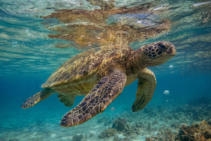 Face au déclin des espèces, la tortue verte offre une lueur d'espoir