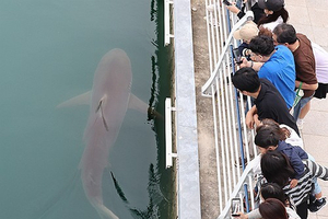 Corée du Sud : après trois semaines, le requin coincé dans un canal de Busan est toujours là !