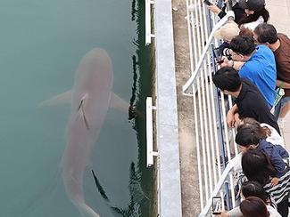 Corée du Sud : après trois semaines, le requin...
