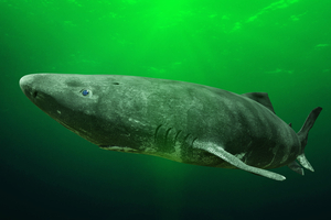 Groenland : pourquoi 1 000 requins âgés de plusieurs siècles ont-ils été menacés d'abattage ?