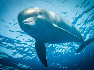 Australie : ce dauphin a développé une...