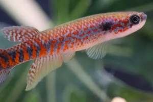 Des chercheurs découvrent un magnifique poisson aux taches orange vif, inconnu de la science