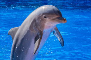 Colère d'associations après le décès en Espagne d'un dauphin du Marineland