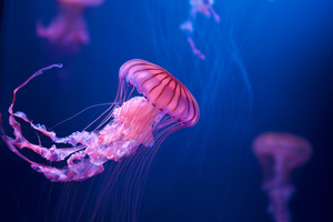 Ces méduses immortelles qui défient la science