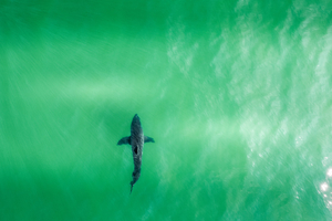 Californie : un grand requin blanc de près de 4 mètres provoque l’évacuation d’une plage prisée des surfeurs
