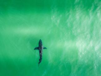 Californie : un grand requin blanc de près de...
