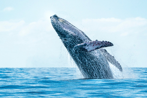Vidéo : une baleine surgit de l’eau et percute violemment un bateau de pêche aux États-Unis