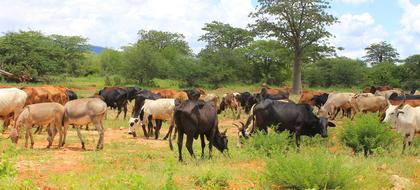 weather Tanzania Dodoma