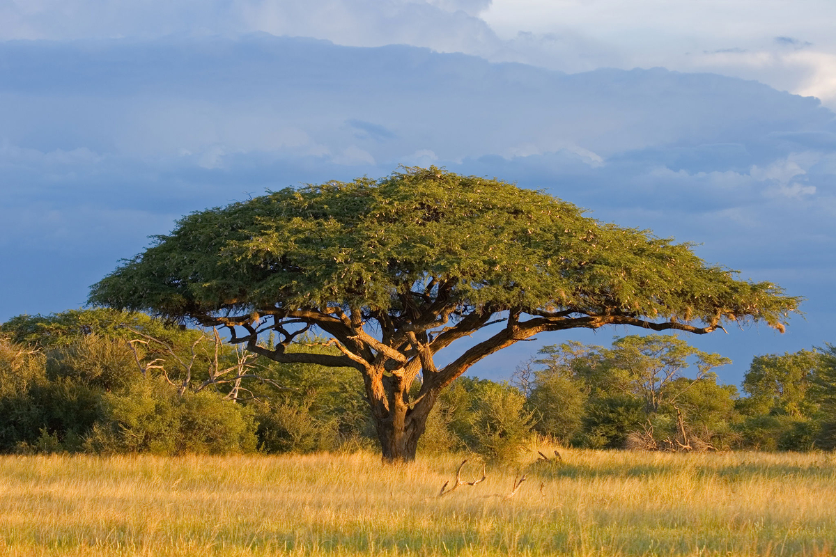 Weather Forecast Harare - Zimbabwe (Harare Province) : free 15 day