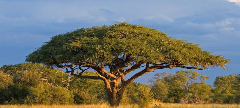 Weather Forecast Harare - Zimbabwe (Harare Province) : free 15 day