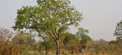 weather Gambia Balanghar Kerjuri