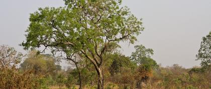 weather Gambia Koina