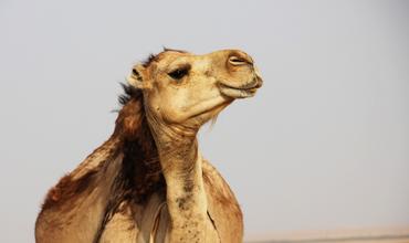 Jendouba