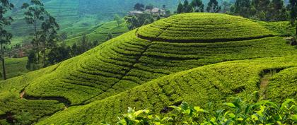 meteo Sri Lanka Nuwara Eliya