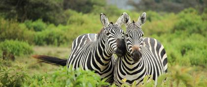 meteo Afrique du Sud Woodlands