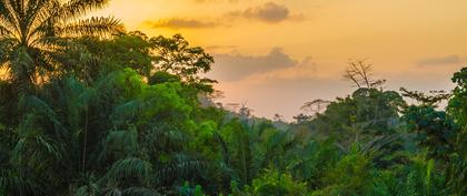 meteo Liberia Buah Yard